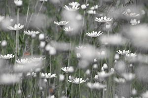 Margrieten