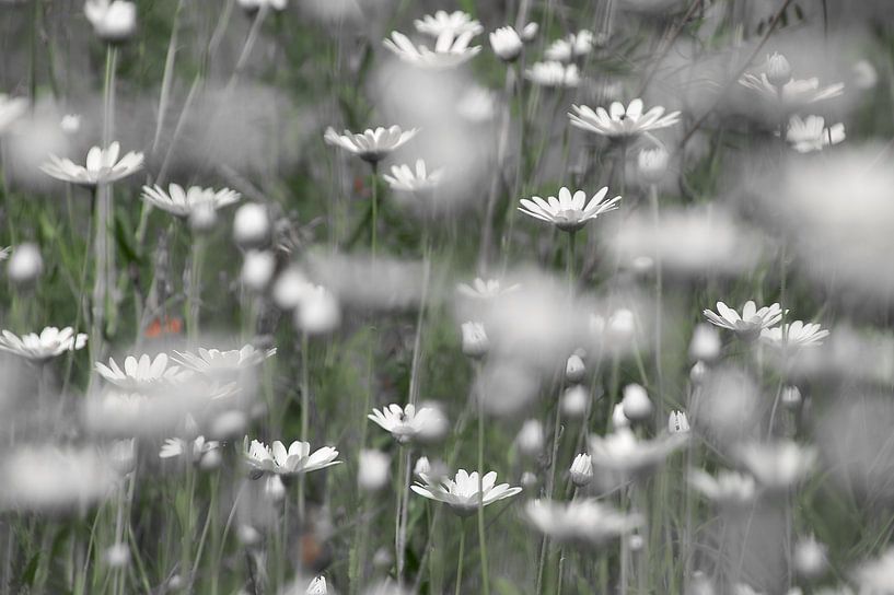 Gänseblümchen von Ad Jekel