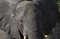 Head of African elephant