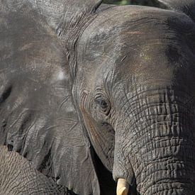 Kop van Afrikaanse olifant van Marvelli