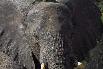 Kop van Afrikaanse olifant van Marvelli