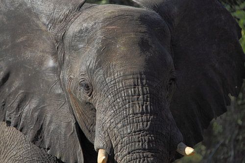 Tête de l'éléphant d'Afrique