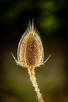 Flower of weaver thistle by Dieter Walther