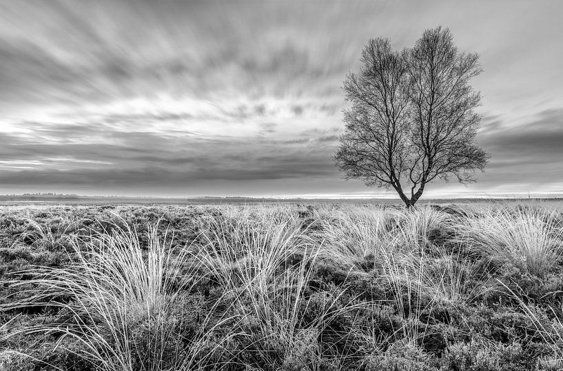 Zwart wit Ginkelse Heide van Sander Grefte