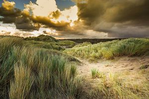 Paysage des dunes