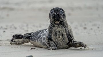 Grey seal pup on Texel beach by Ronald Timmer