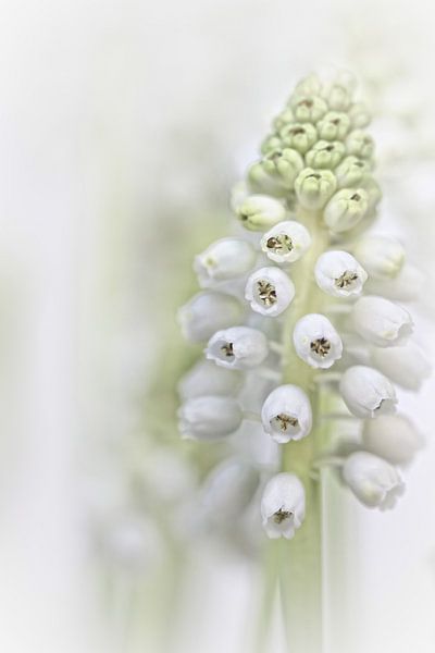Weiße Traubenhyazinthe II (Blüte, blaue Trauben, weiß) von Bob Daalder