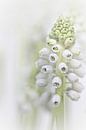Weiße Traubenhyazinthe II (Blüte, blaue Trauben, weiß) von Bob Daalder Miniaturansicht