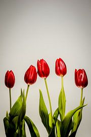 Cinq tulipes rouges sur fond neutre – Composition florale minimaliste sur Nikita Sukhinin