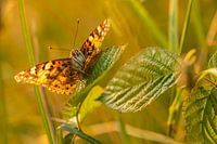 Thistle butterfly