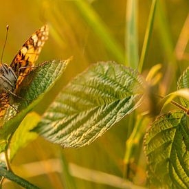 Le papillon chardon sur Carolina Roepers