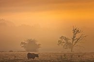 Le Highlander écossais sur la lande de la Drenthe près d'Oudemolen par une belle matinée brumeuse d' par Bas Meelker Aperçu