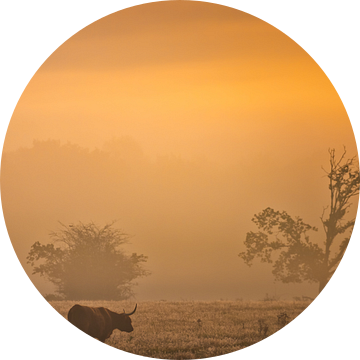 Schotse Hooglander op de Drentse heide bij Oudemolen op een mooie mistige herfst ochtend van Bas Meelker