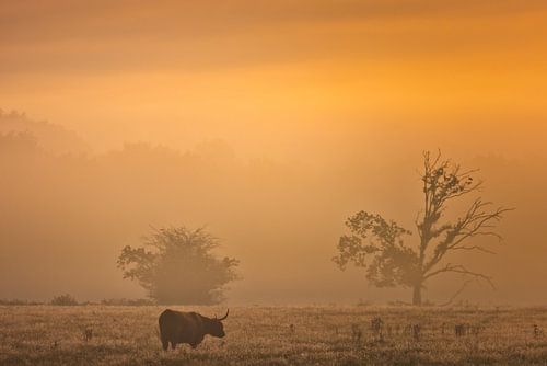 Scottish Highlander on the Drenthe heath near Oudemolen on a beautiful misty autumn morning