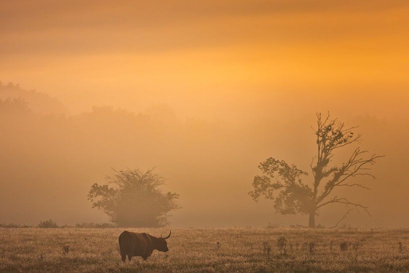 Le Highlander écossais sur la lande de la Drenthe près d'Oudemolen par une belle matinée brumeuse d' par Bas Meelker
