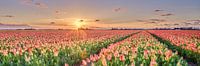 Printemps avec tulipes en panorama par eric van der eijk Aperçu