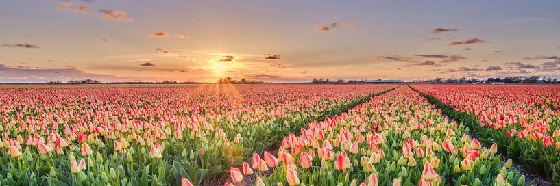 Printemps avec tulipes en panorama par eric van der eijk