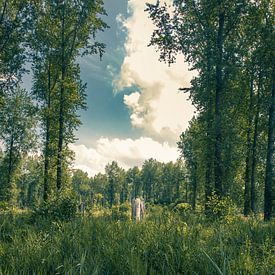 Einsamer Baum im Wald von Leeuwarden von Geert Jan Kroon