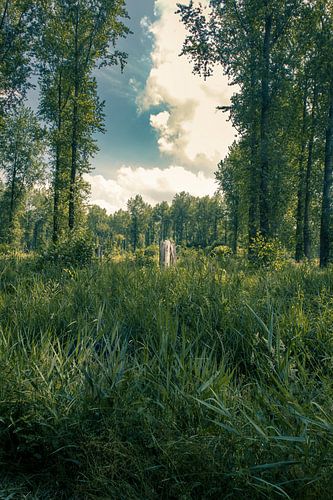 Eenzame boom in het Leeuwarder bos in Leeuwarden