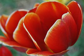 Hollandse Tulp by Charlotte van Noort