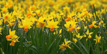 Narcissen by marcha  rutten