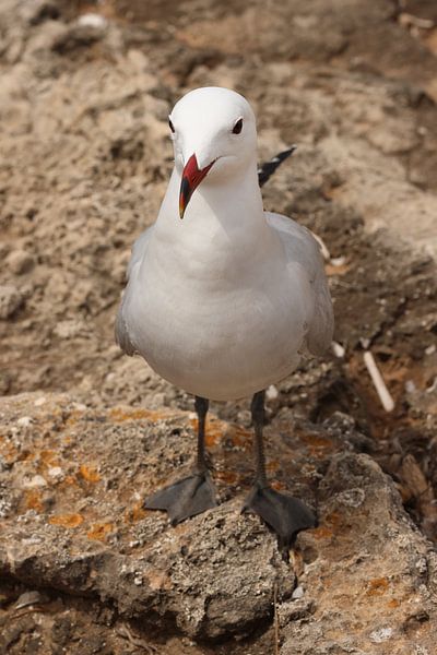 Portrait of the seagull by Daniëlle Eibrink Jansen