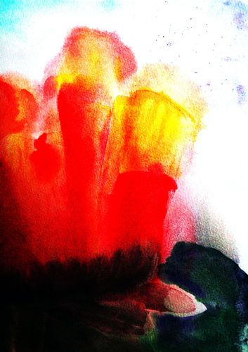 oriental poppy