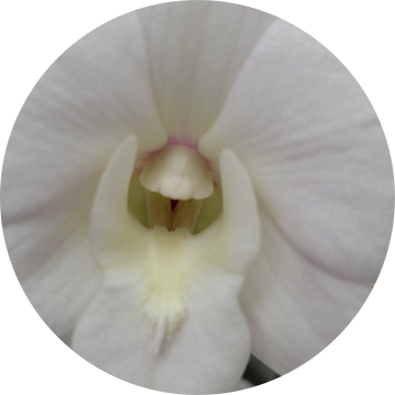 orchidee #6 van Mr.Passionflower