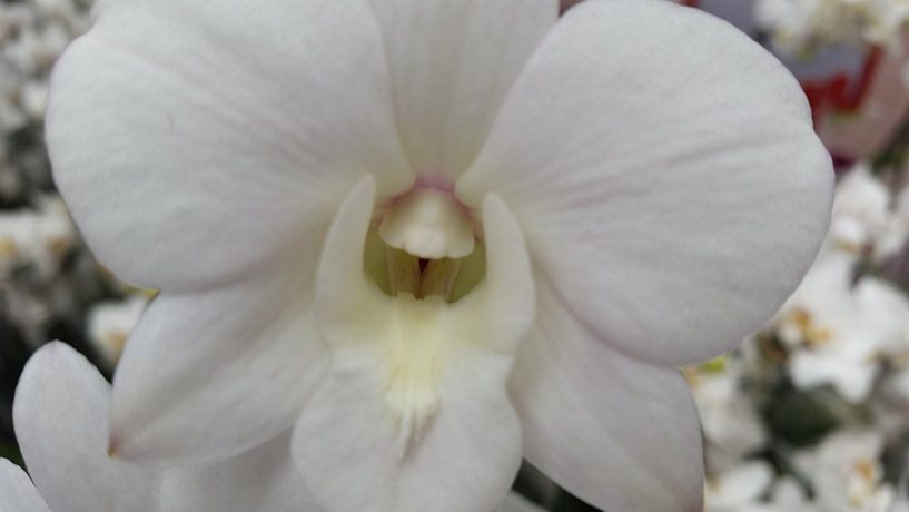 orchidee #6 van Mr.Passionflower