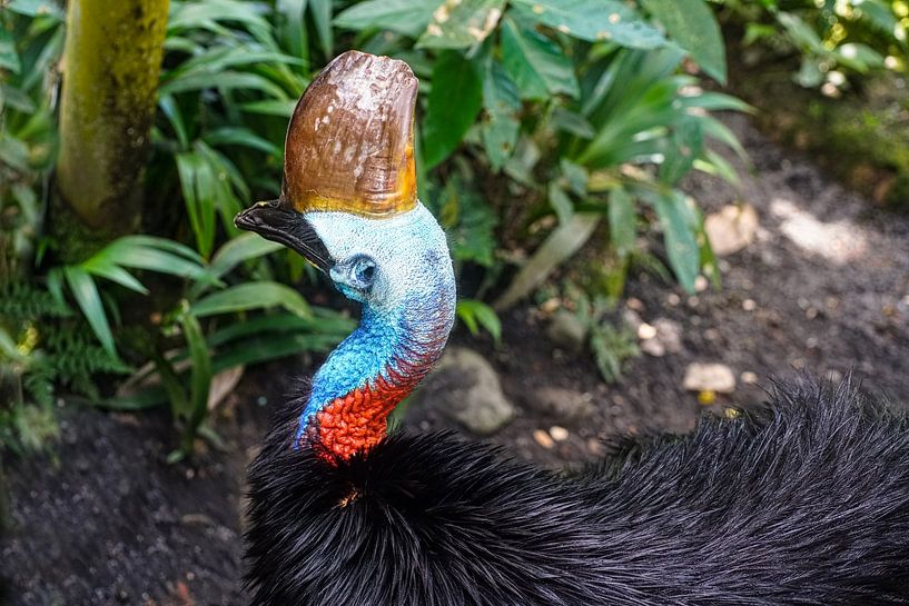 Cassowary by Stefan Havadi-Nagy