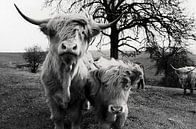 Hooglander in Duitsland van Atelier Liesjes thumbnail
