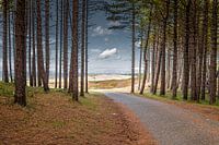 Fahrradweg durch den Wald