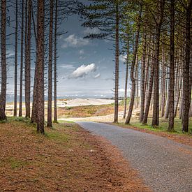 Fietspad door het bos van jaapFoto