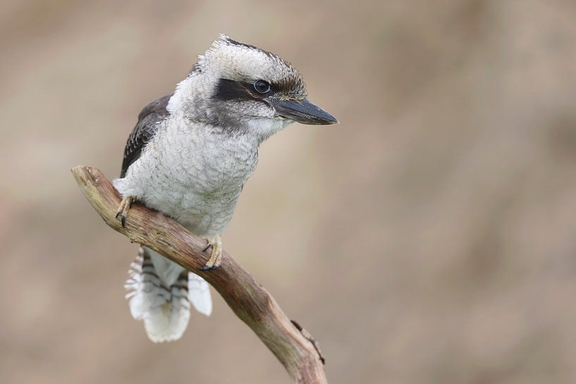 Kookaburra (Dacelo novaeguineae) von Ronald Pol