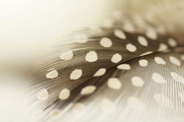Feather by Carla Mesken-Dijkhoff