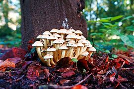 Group of small white mushrooms in the autumn forest.
