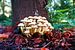 Groep kleine witte paddenstoelen in het herfstbos. van Wieland Teixeira