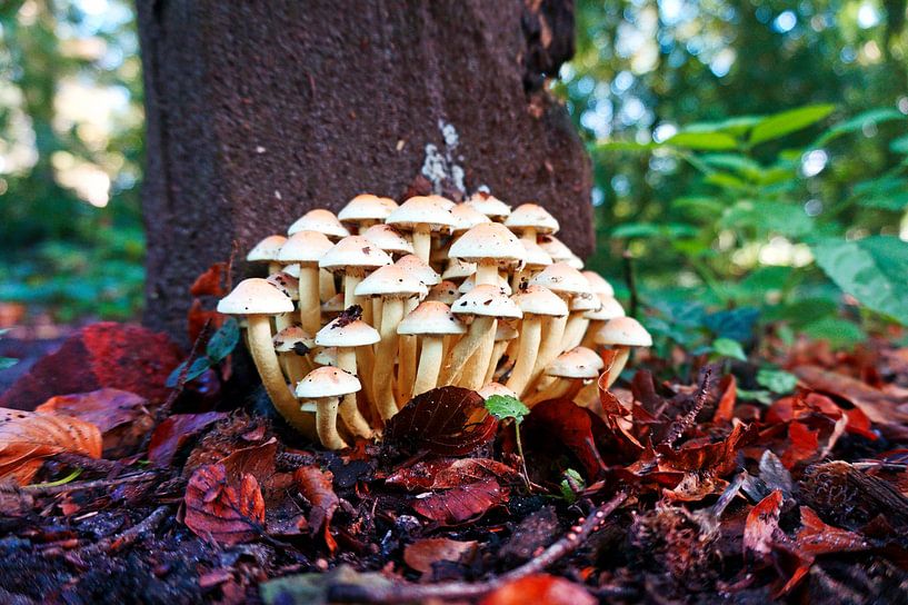 Groep kleine witte paddenstoelen in het herfstbos. van Wieland Teixeira