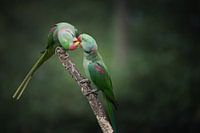 De magnifiques oiseaux de paradis partagent leur repas