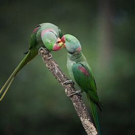 Schöne Paradiesvögel teilen ihre Mahlzeit von Jesper Stegers