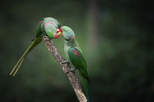 Prachtige paradijsvogels delen hun maaltijd