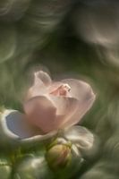 it's a rose