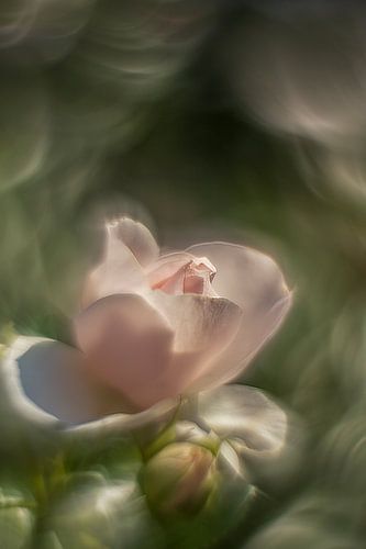 c'est une rose sur Elly Besselink