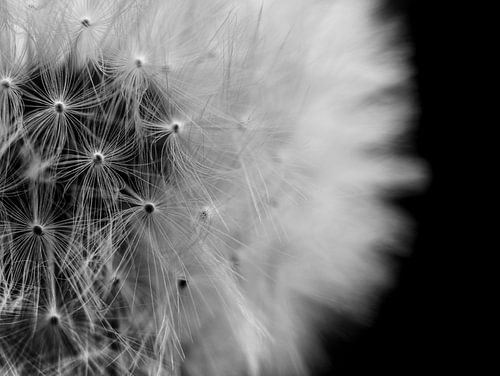 Paardenbloem Zaadjes Close-up Macro Fotografie