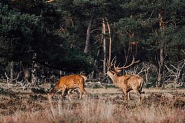 Burning red deer in the Hoge Veluwe by Hanno Pronk