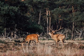 Burlend edelhert in de Hoge Veluwe van Hanno Pronk