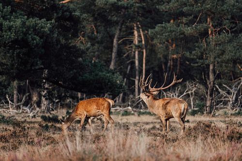 Brûlage de cerfs rouges dans le Hoge Veluwe