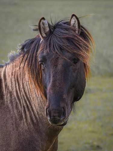 Stoer, wild en ruig, een Konikpaard