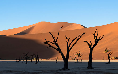 Dode kameeldoorns in het gouden licht van Deadvlei