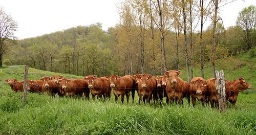Nieuwsgierige koeien in een weiland